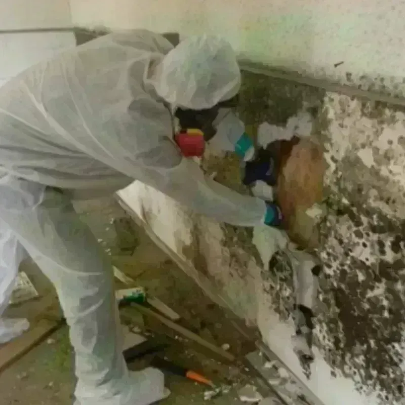 Mold Remediation and Removal in Toast, NC